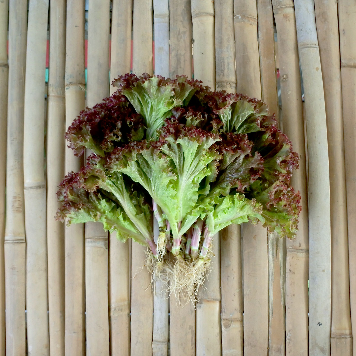 Red Leaf Lettuce