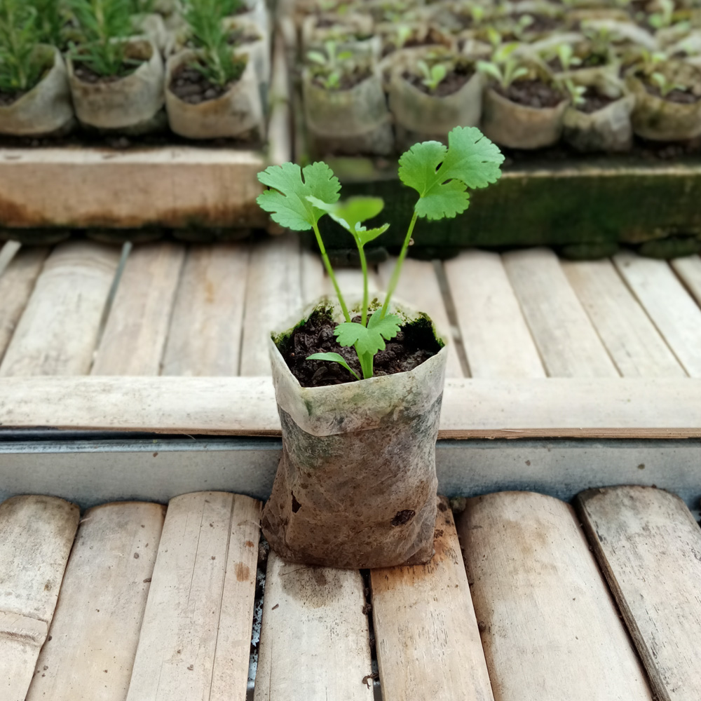 Seedling - Coriander