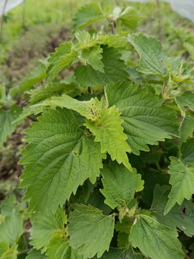 Perilla Leaves