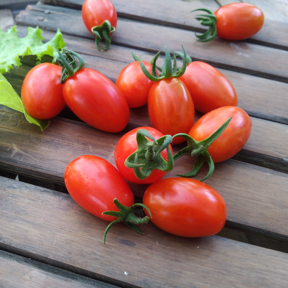 Cherry Tomato