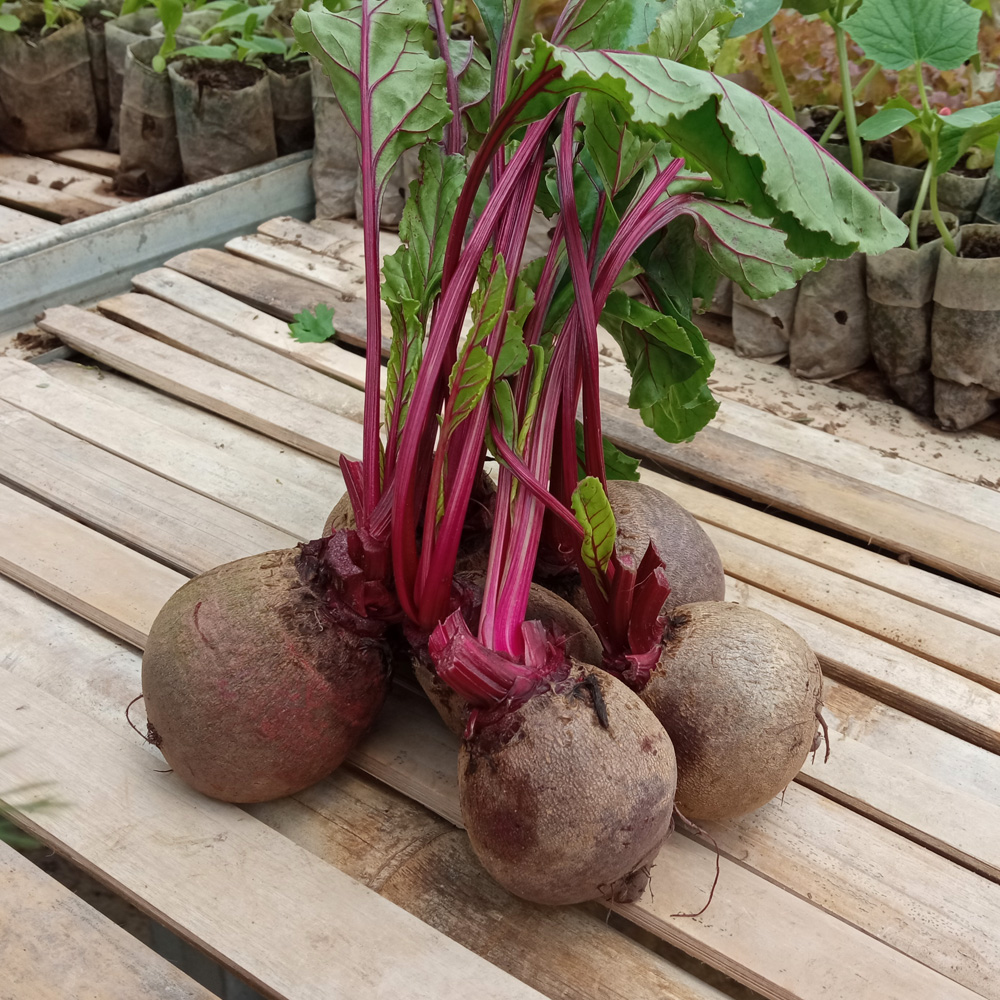 Beetroot (medium to Big size)