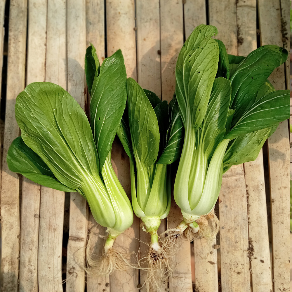 Bok Choy