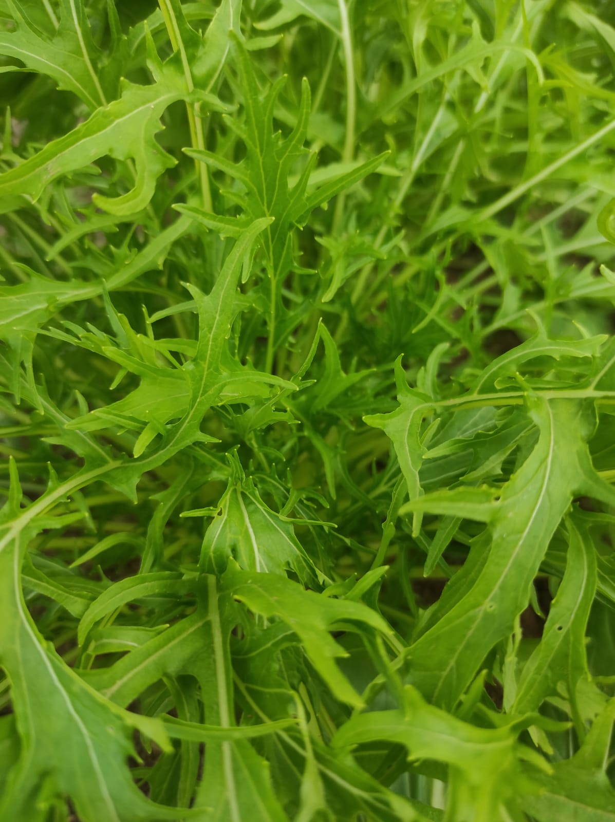 Mizuna Lettuce