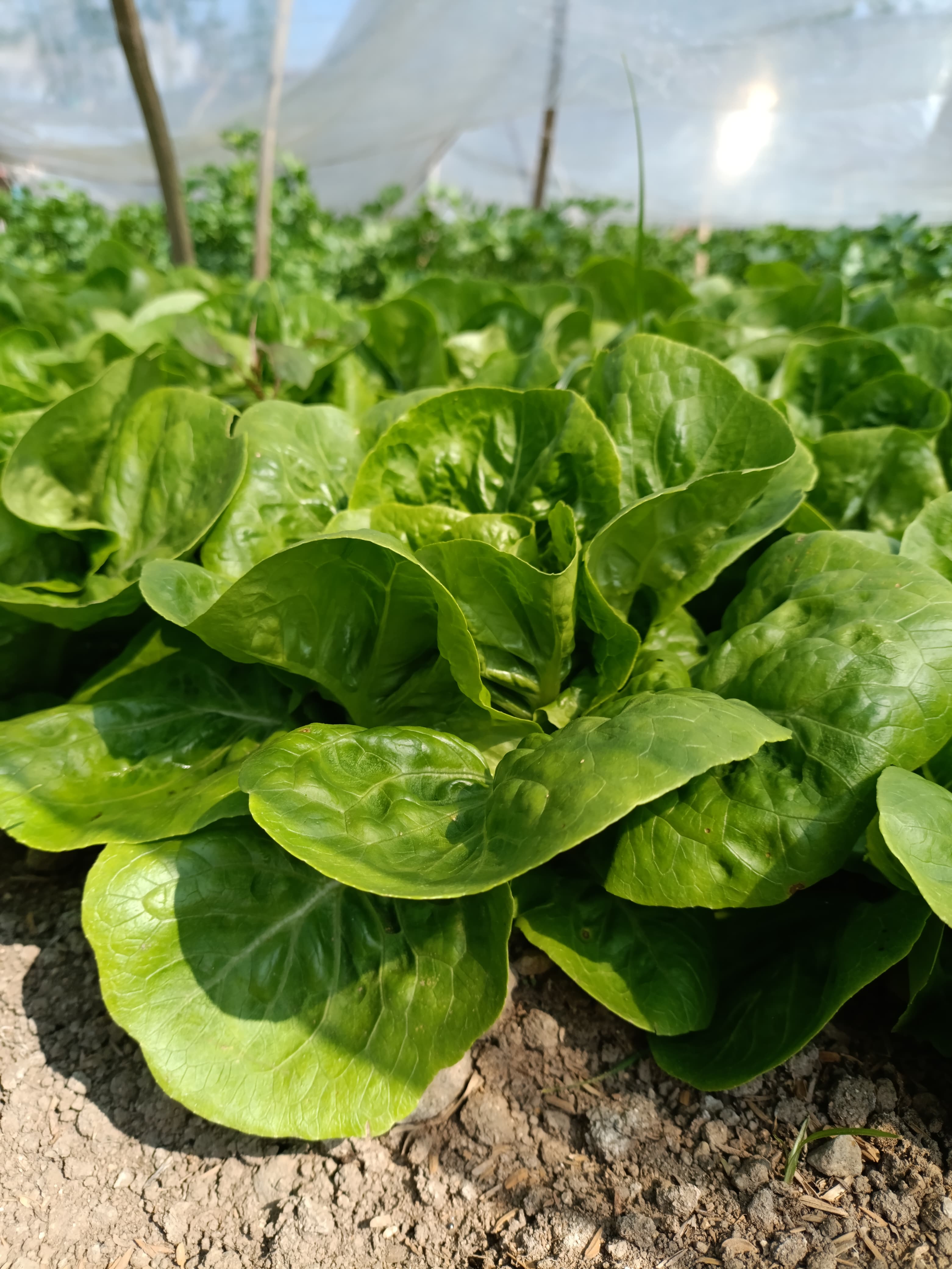 Baby Gem Lettuce