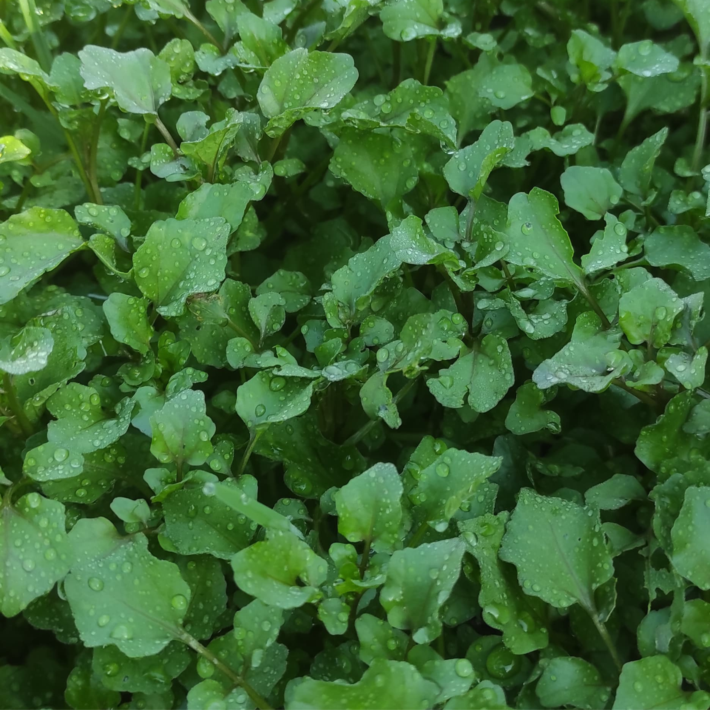Watercress