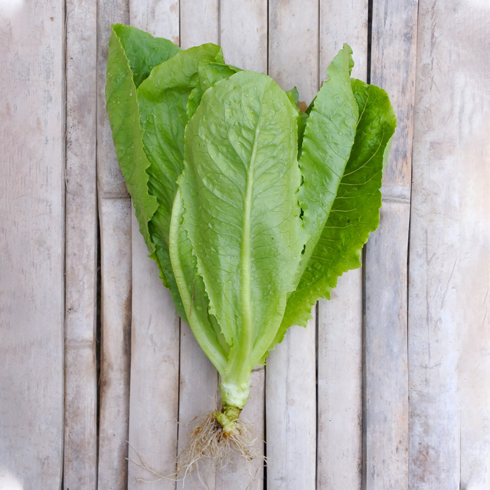 Romaine Lettuce