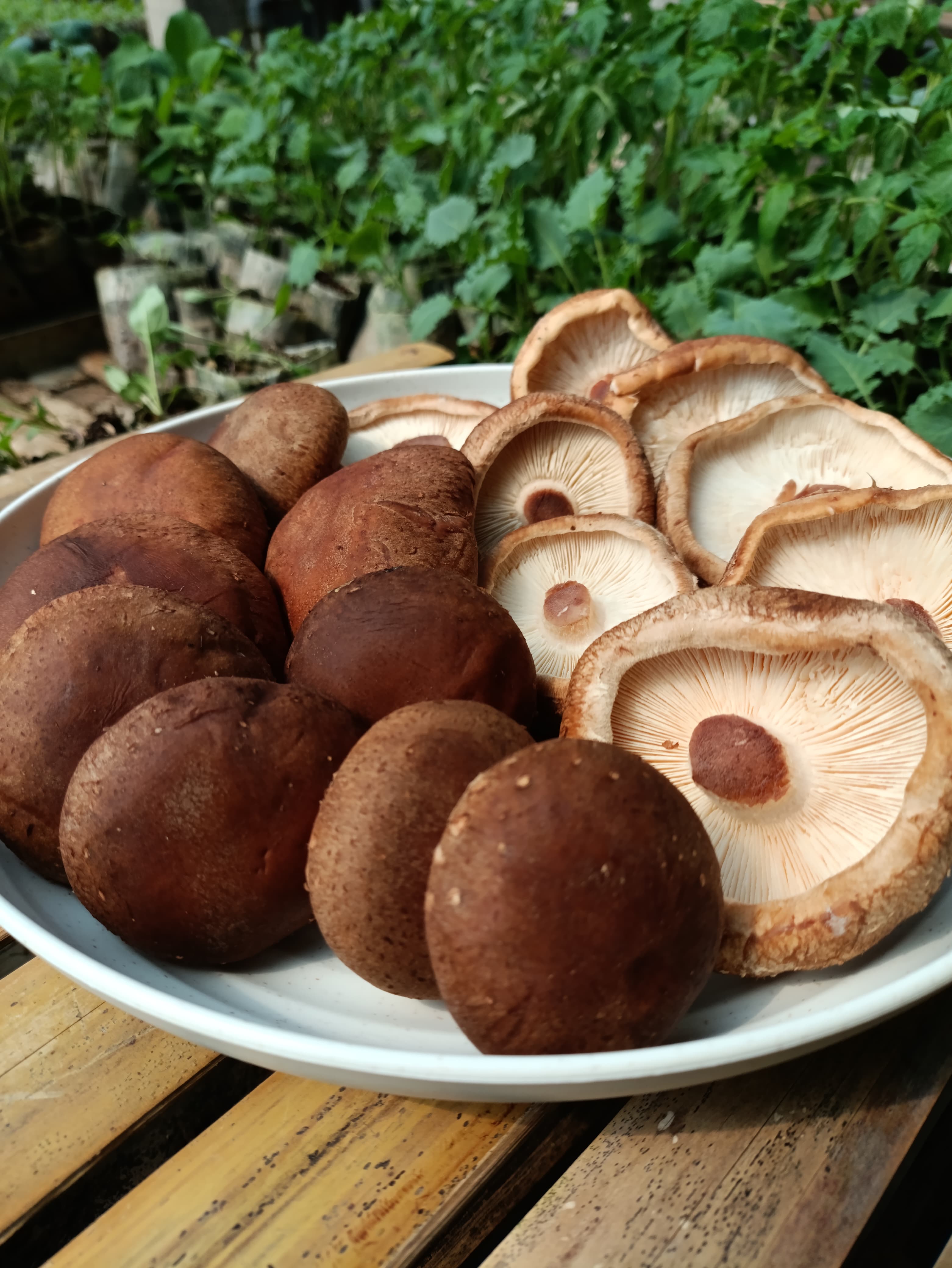 Shiitake Mushroom