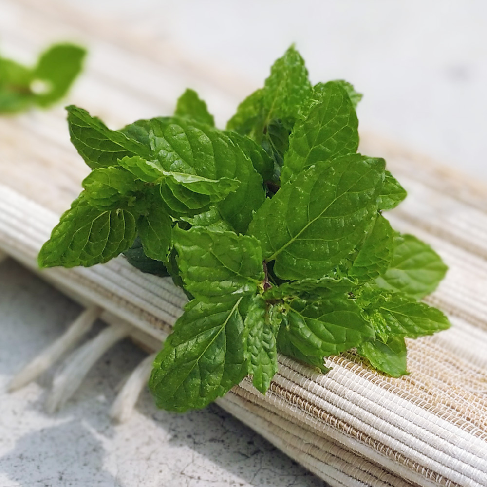 Mint