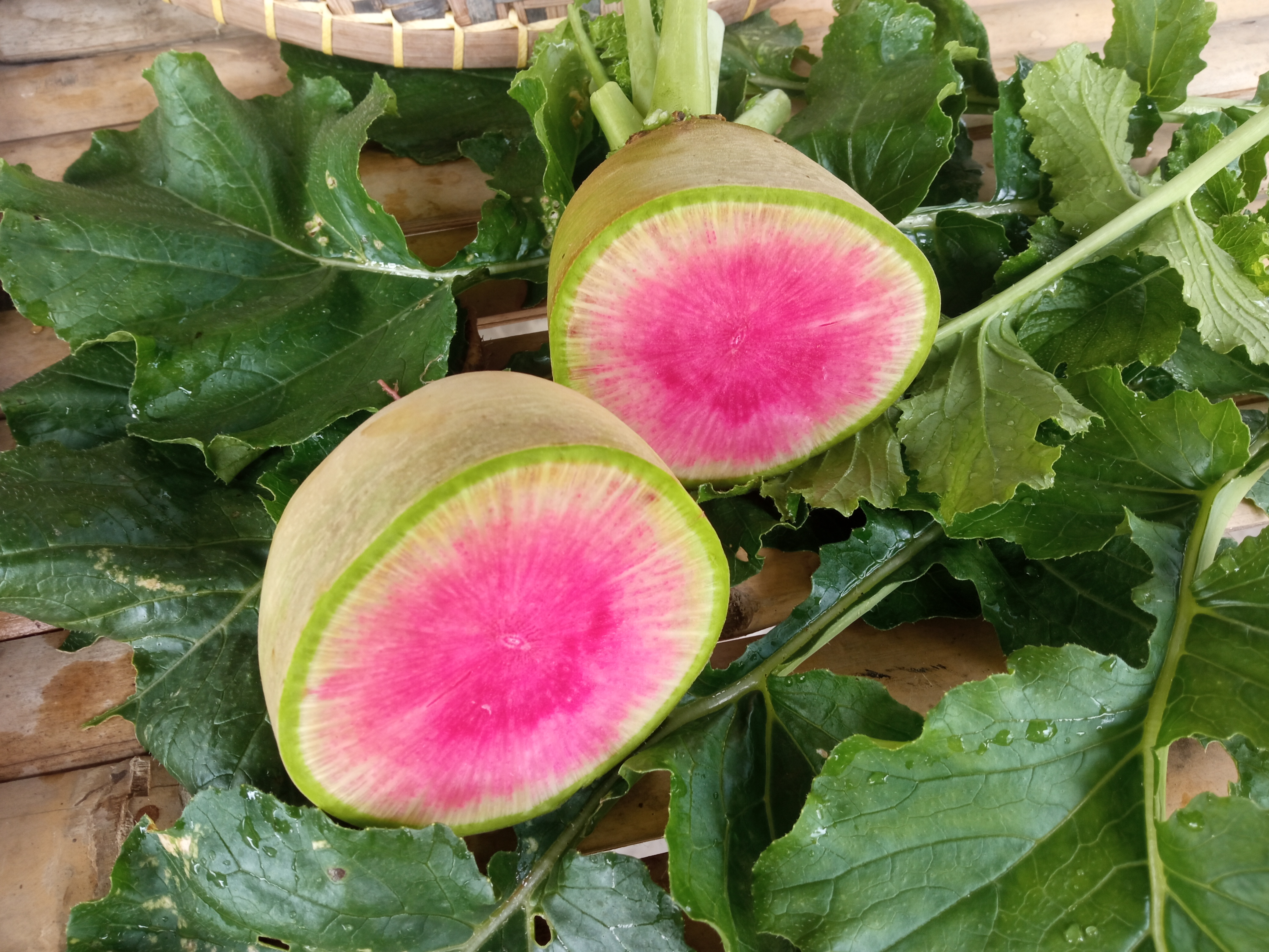 Koushin Daikon