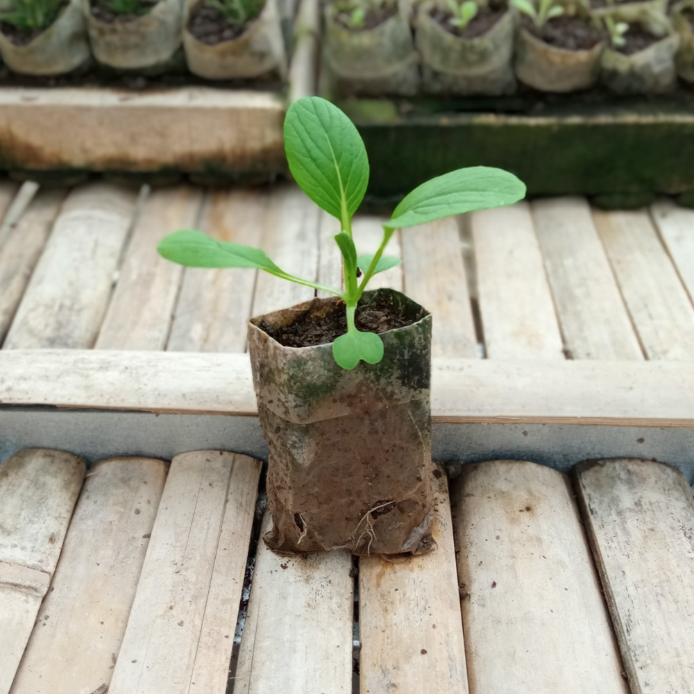 Seedling - Bok Choy