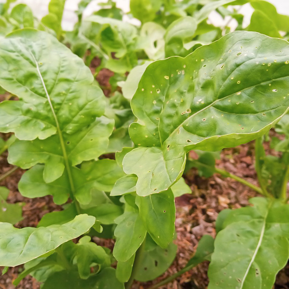 Arugula