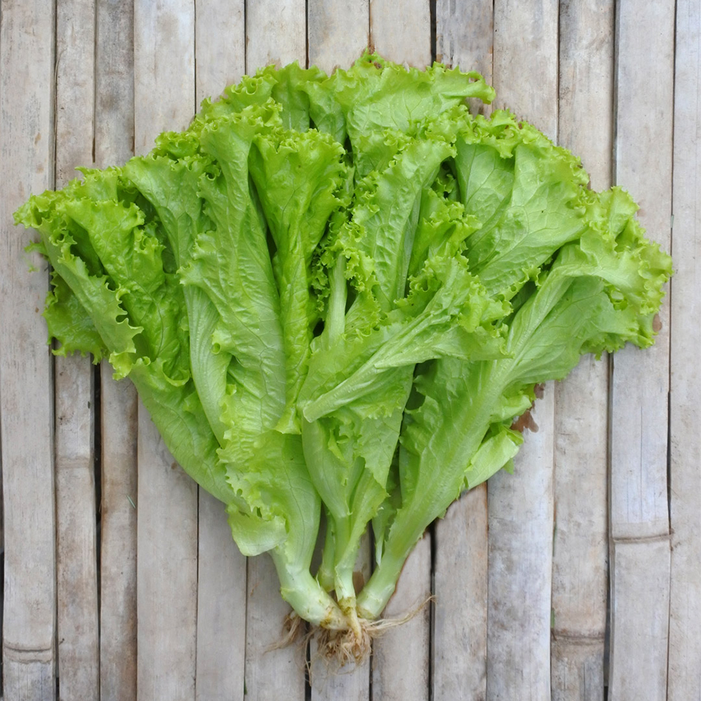 Green Lettuce