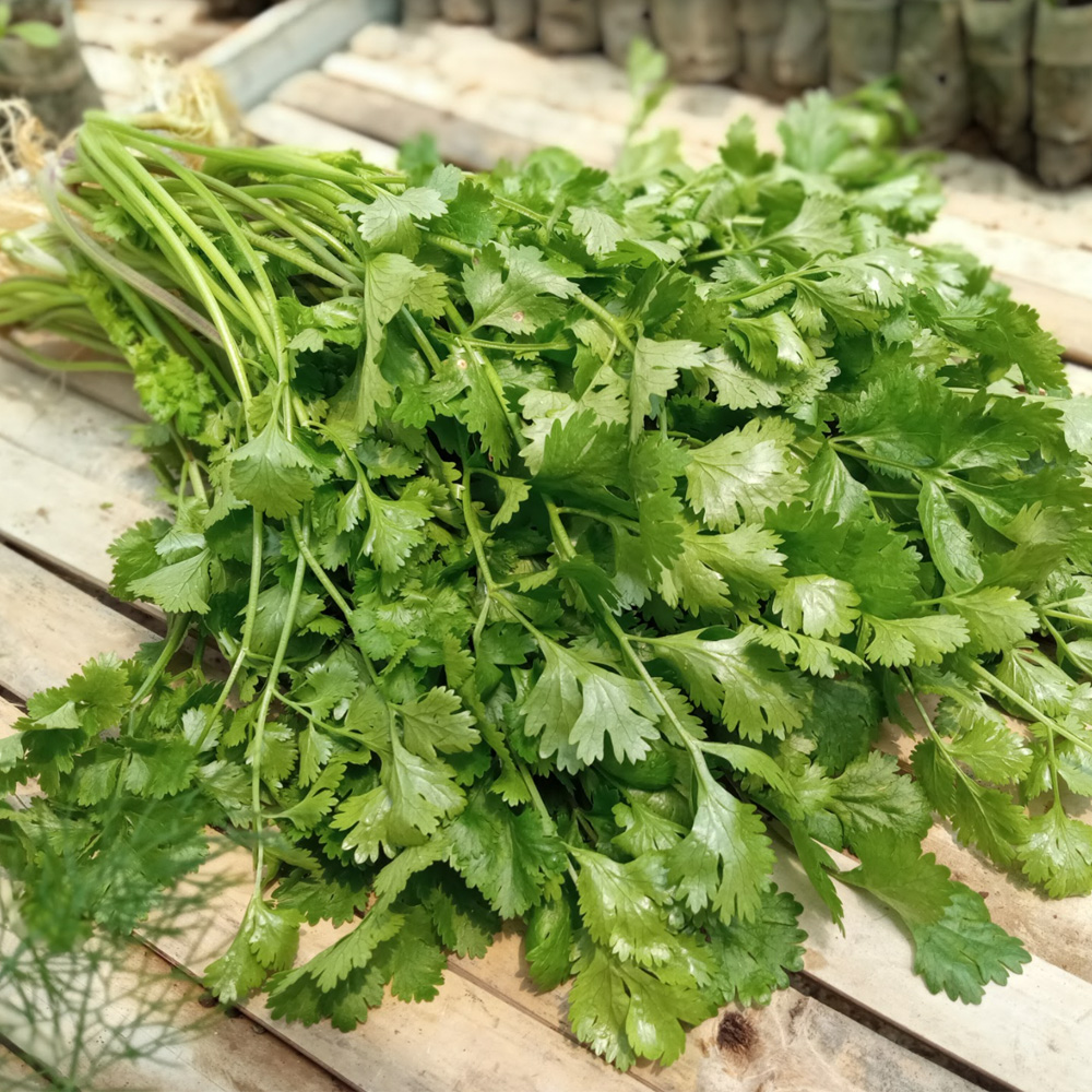 Coriander