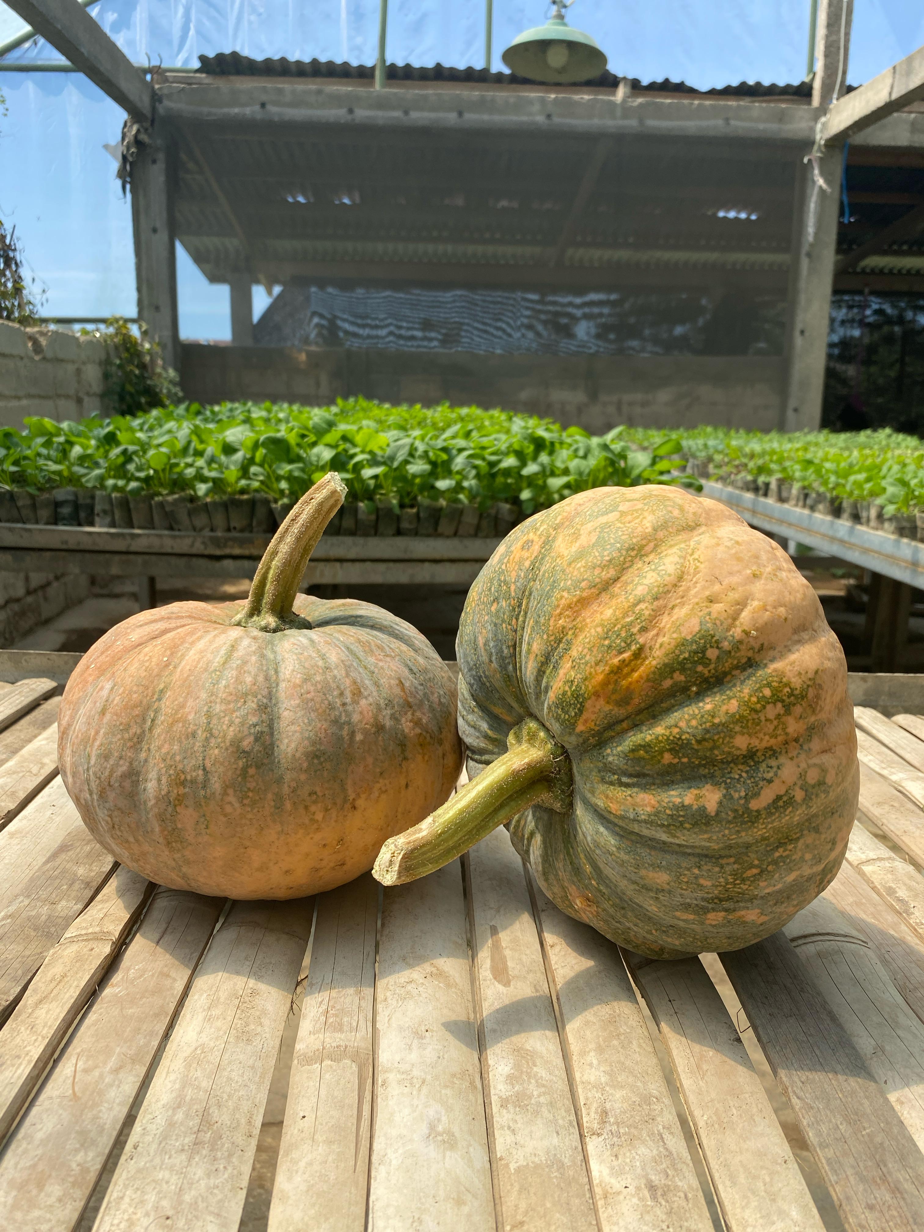 Pumpkin (Big Size - 2kg)