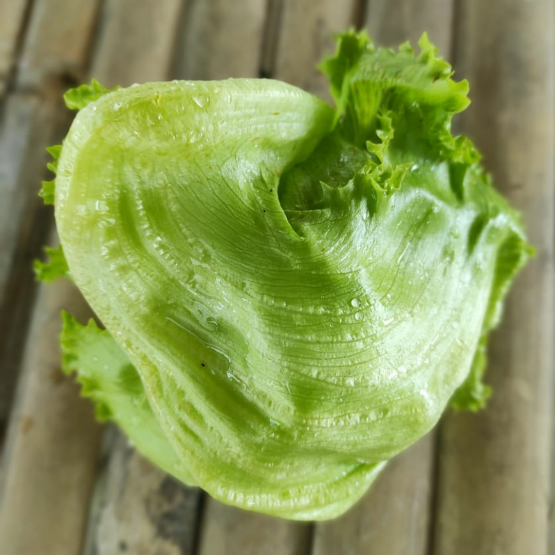 Head Lettuce