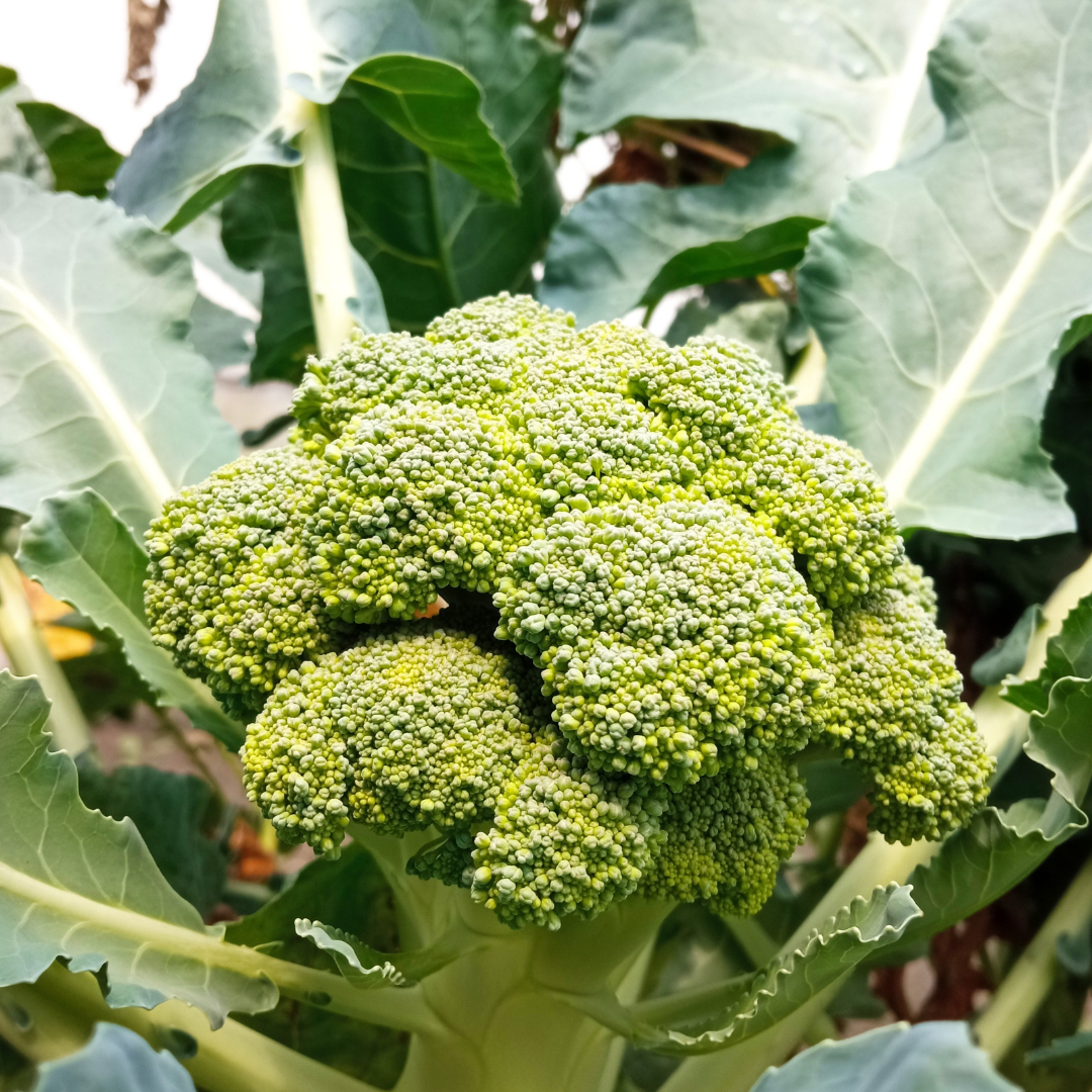 Broccoli