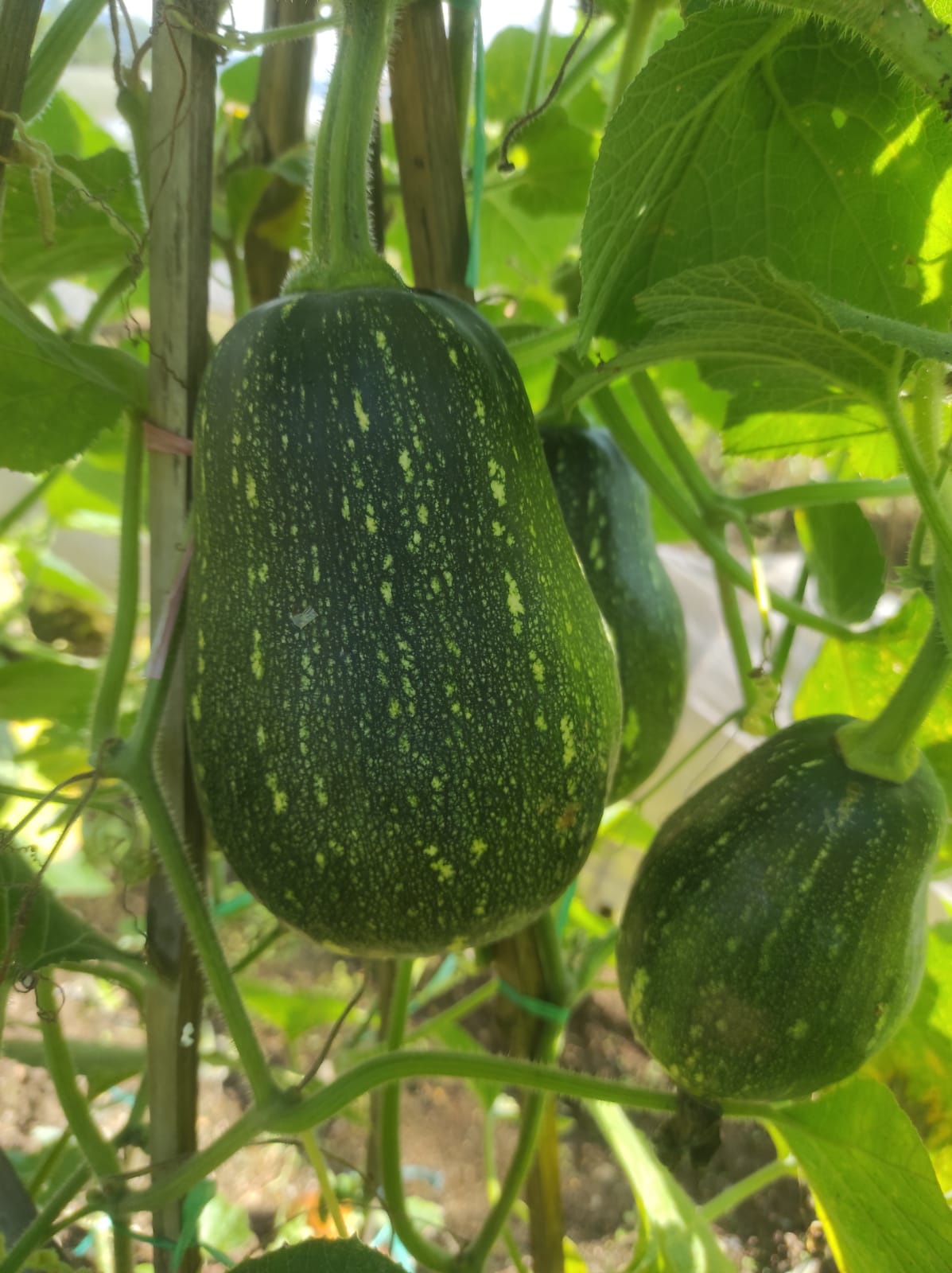 Butternut Peacock (medium ripe)