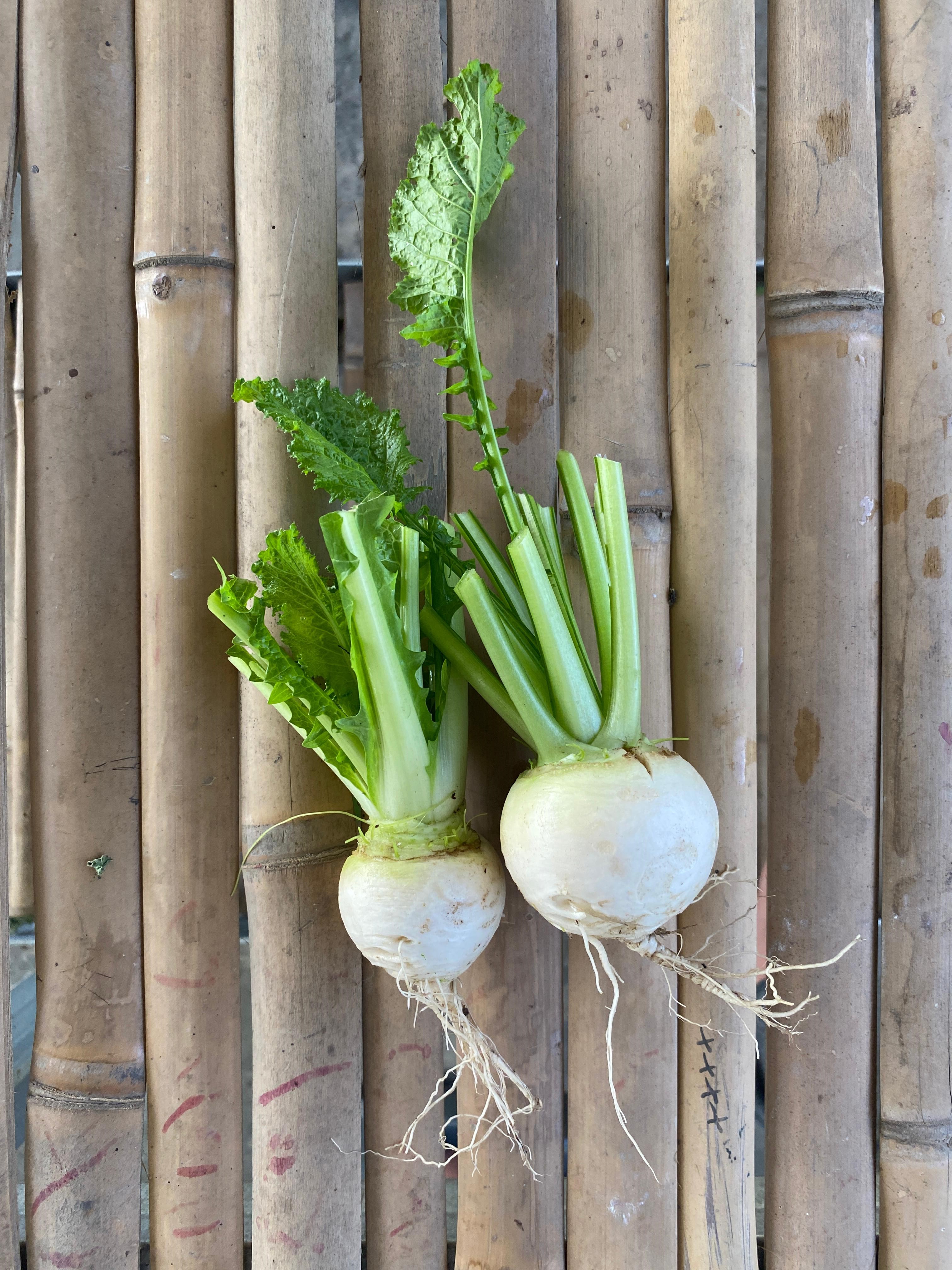 Kabu / White Radish