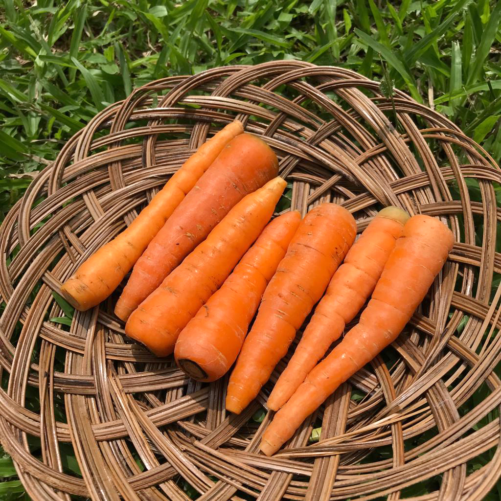 Mini Carrot