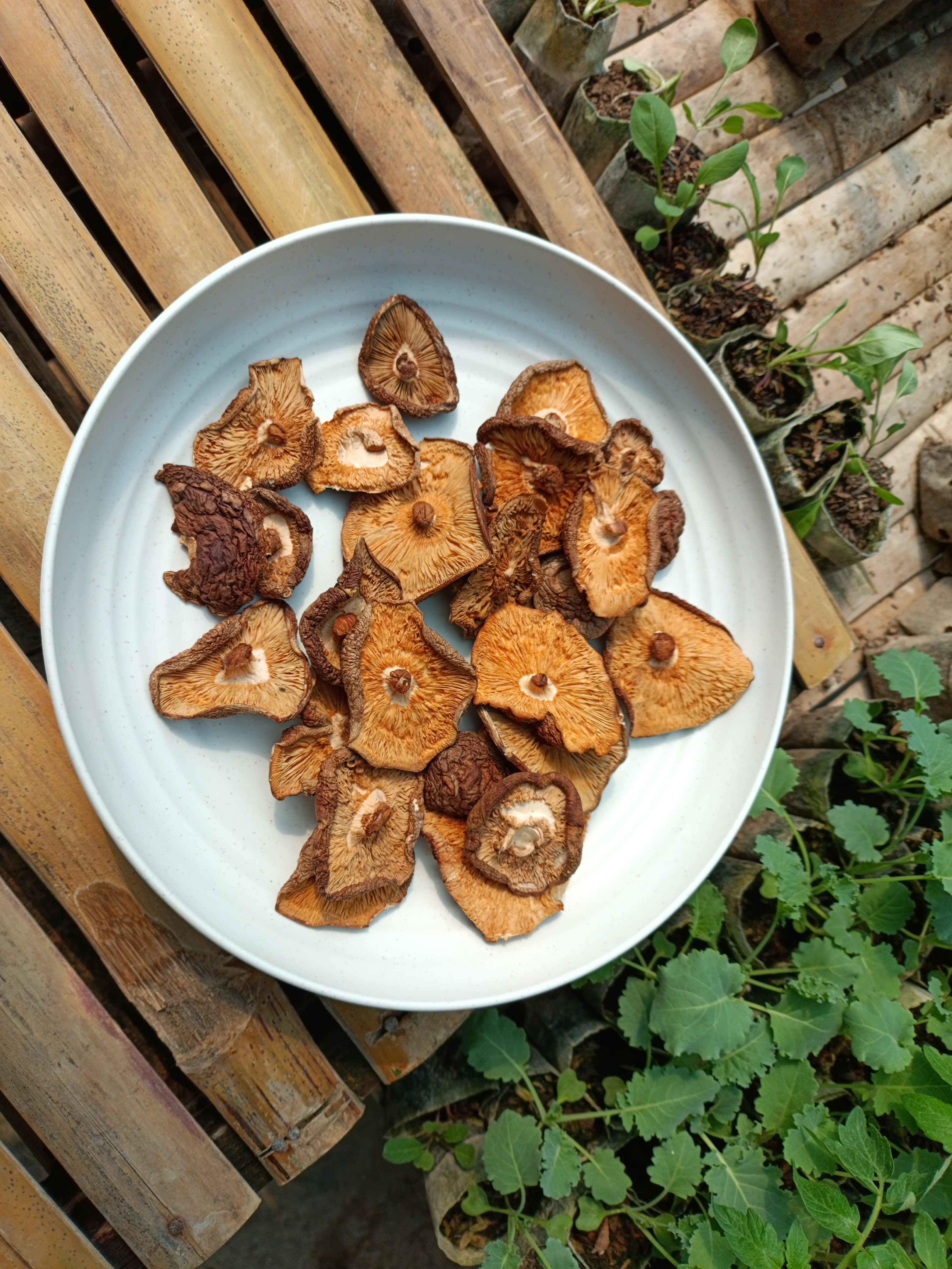 Dried Shiitake Mushroom