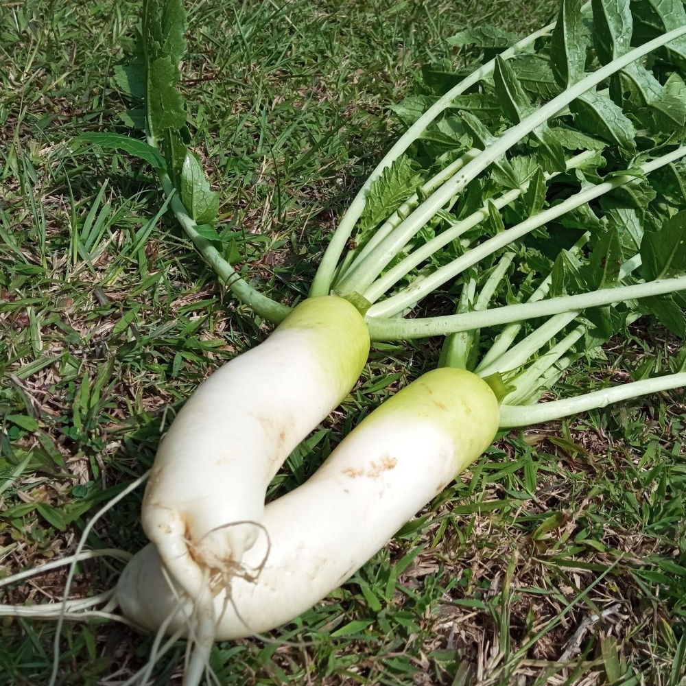 Daikon