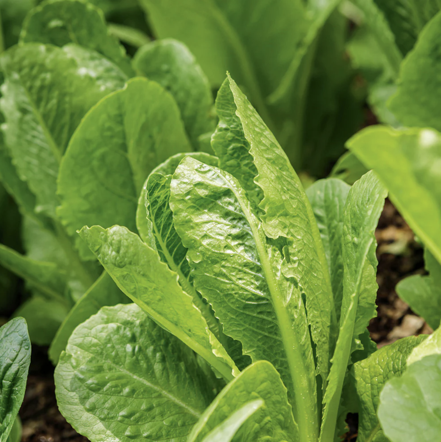 Cos Lettuce