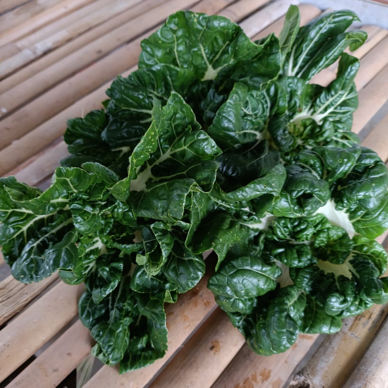 Naibai Bok Choy Naibai Bok Choy