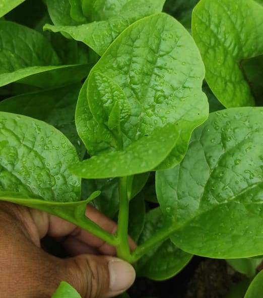 Malabar Spinach