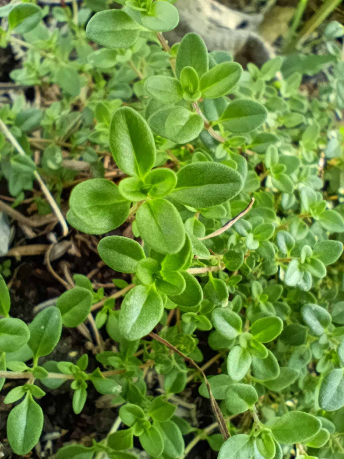 Thyme