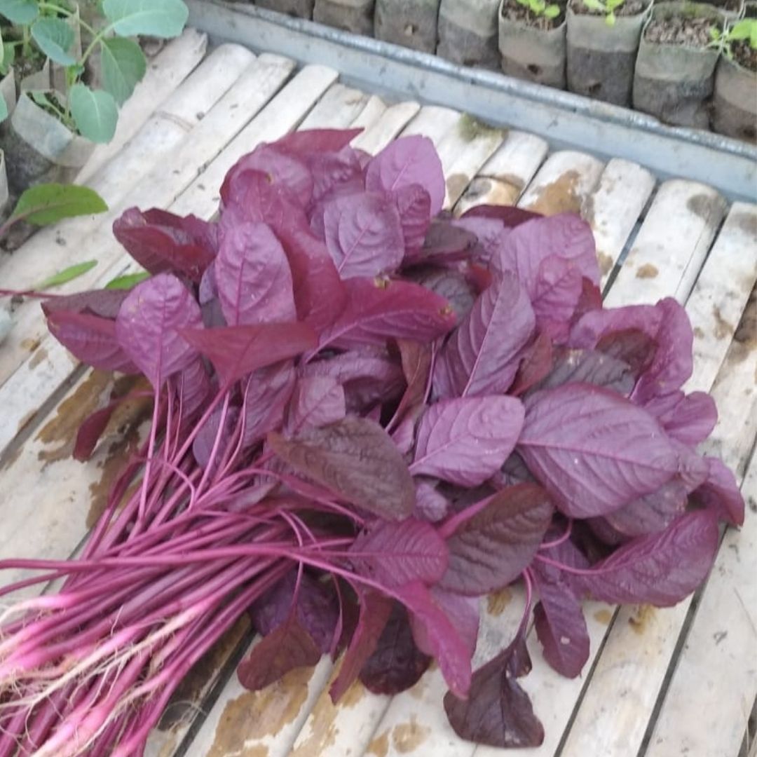 Red Amaranth