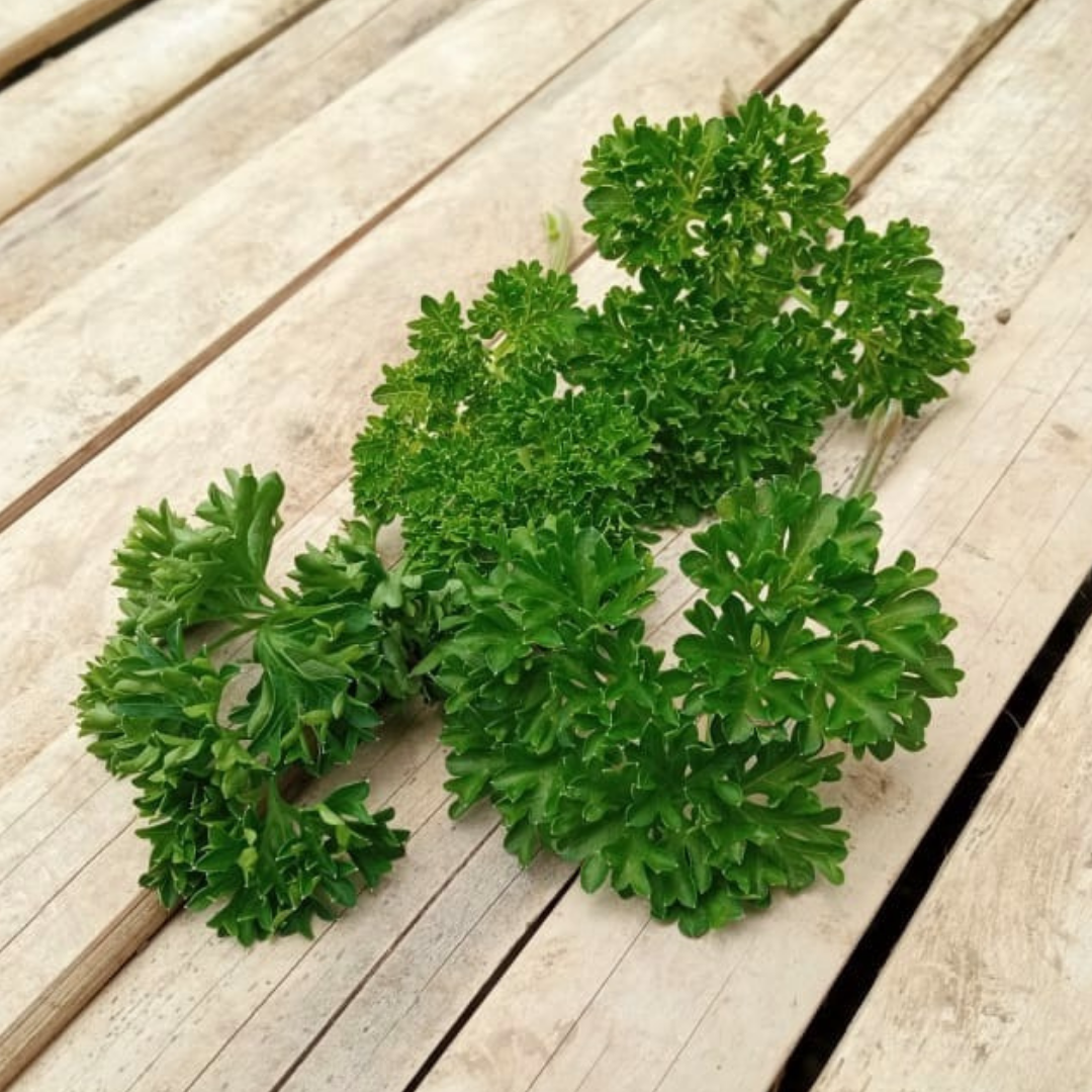 Curly Parsley