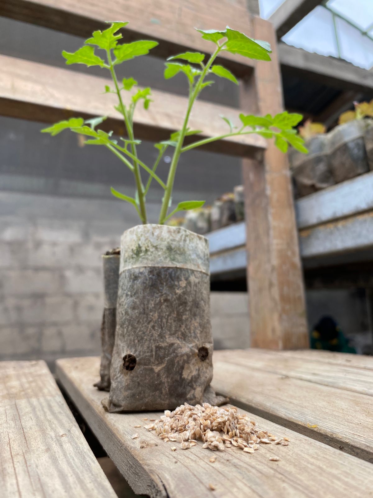 Seedling - Stella Cherry Tomato