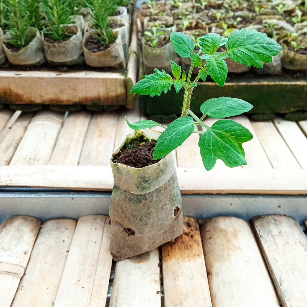 Seedling - Cherry Tomato