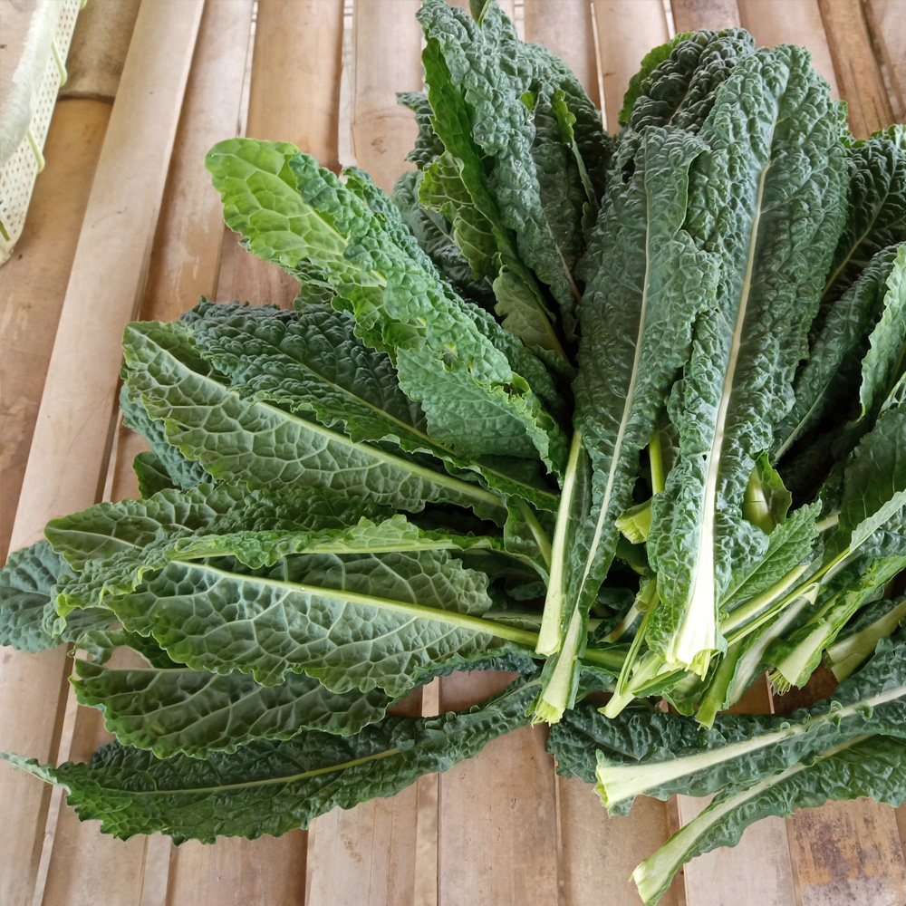 Nero Kale