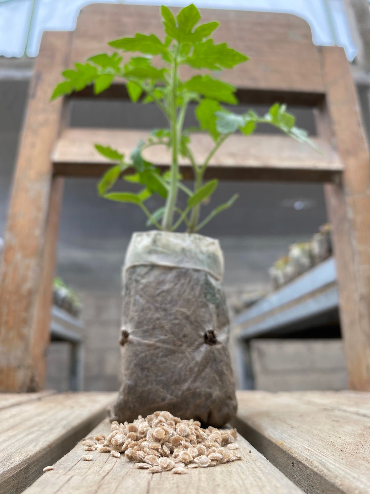 Seedling - Tomato Beef (Momotaro)