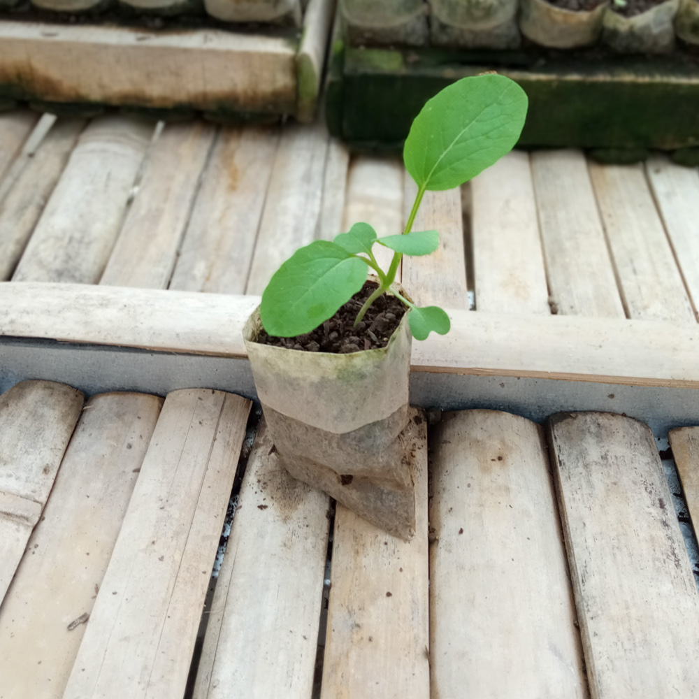 Seedling - Choy Sum