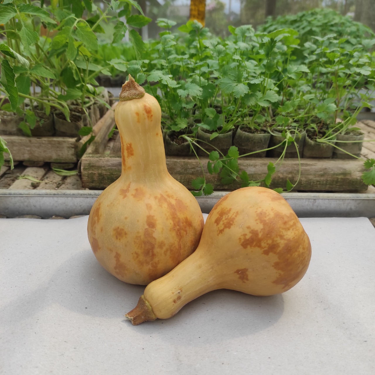 Butternut Squash