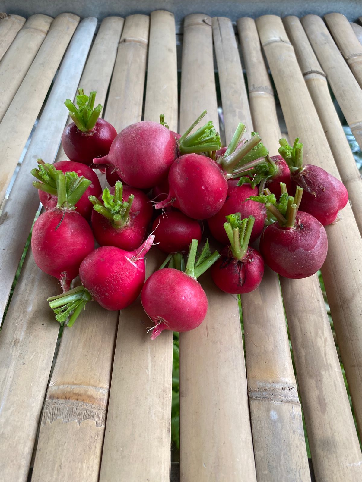 Red Radish