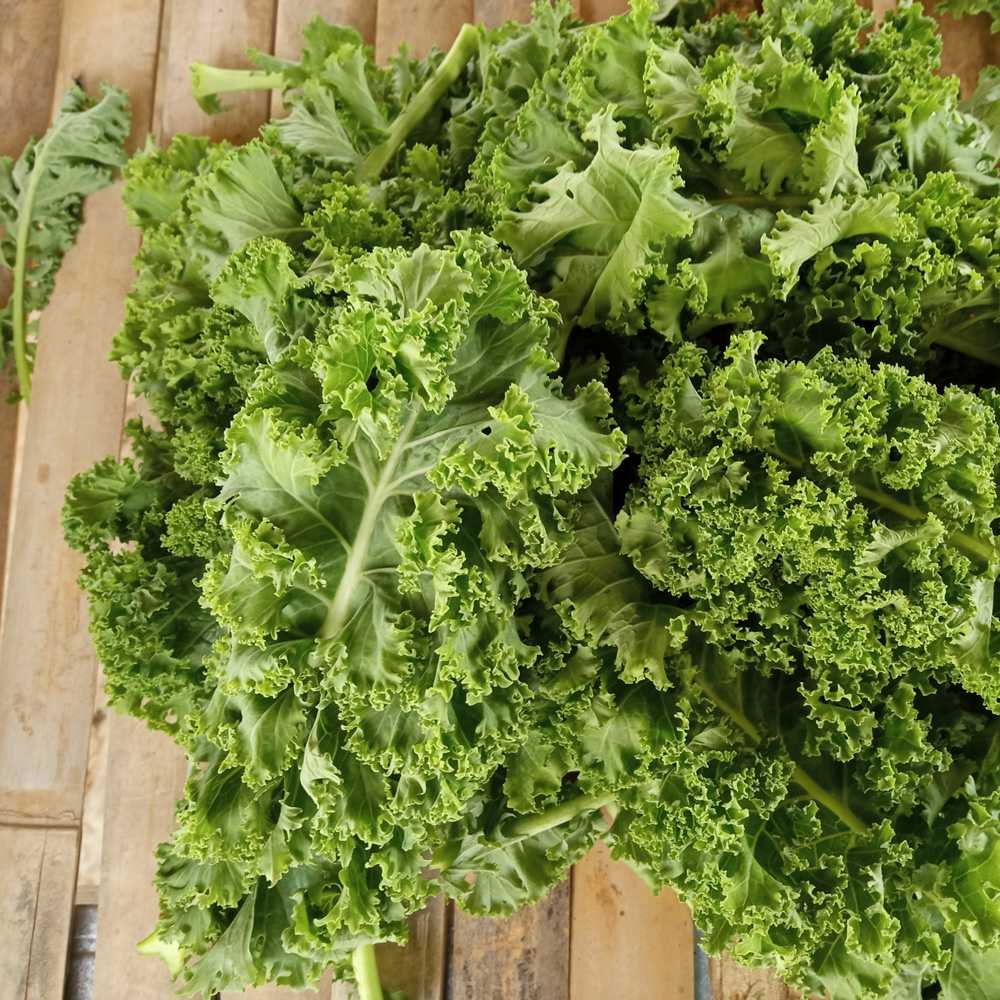 Curly Kale