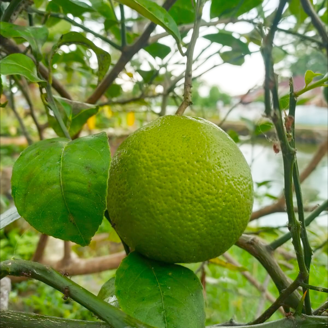 California Lemon Orange (150gr-190gr)