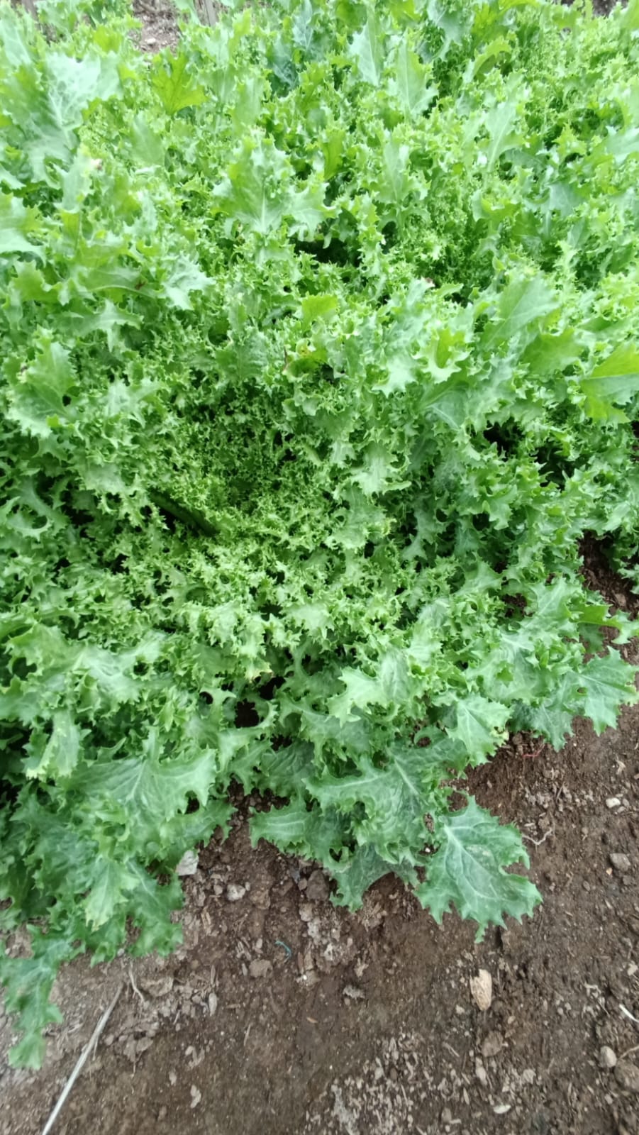 Endive Lettuce