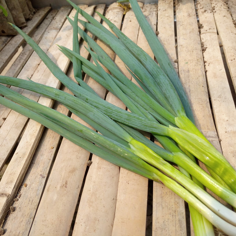 Scallion