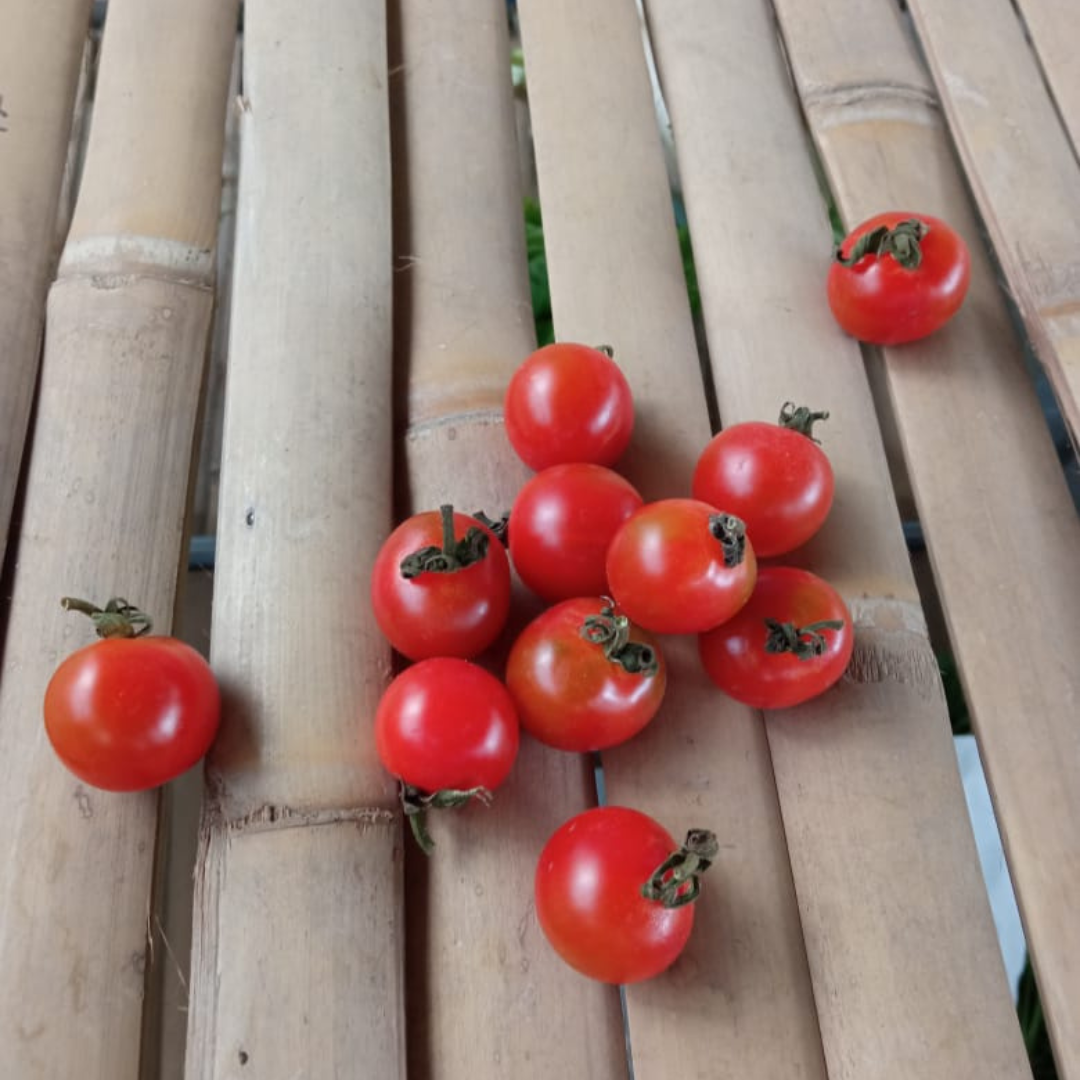 Stella Mini Tomato