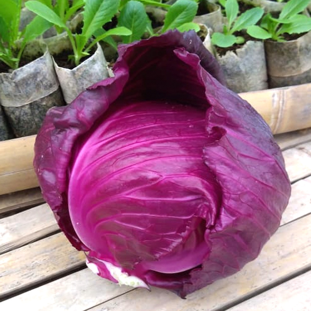 Red Cabbage