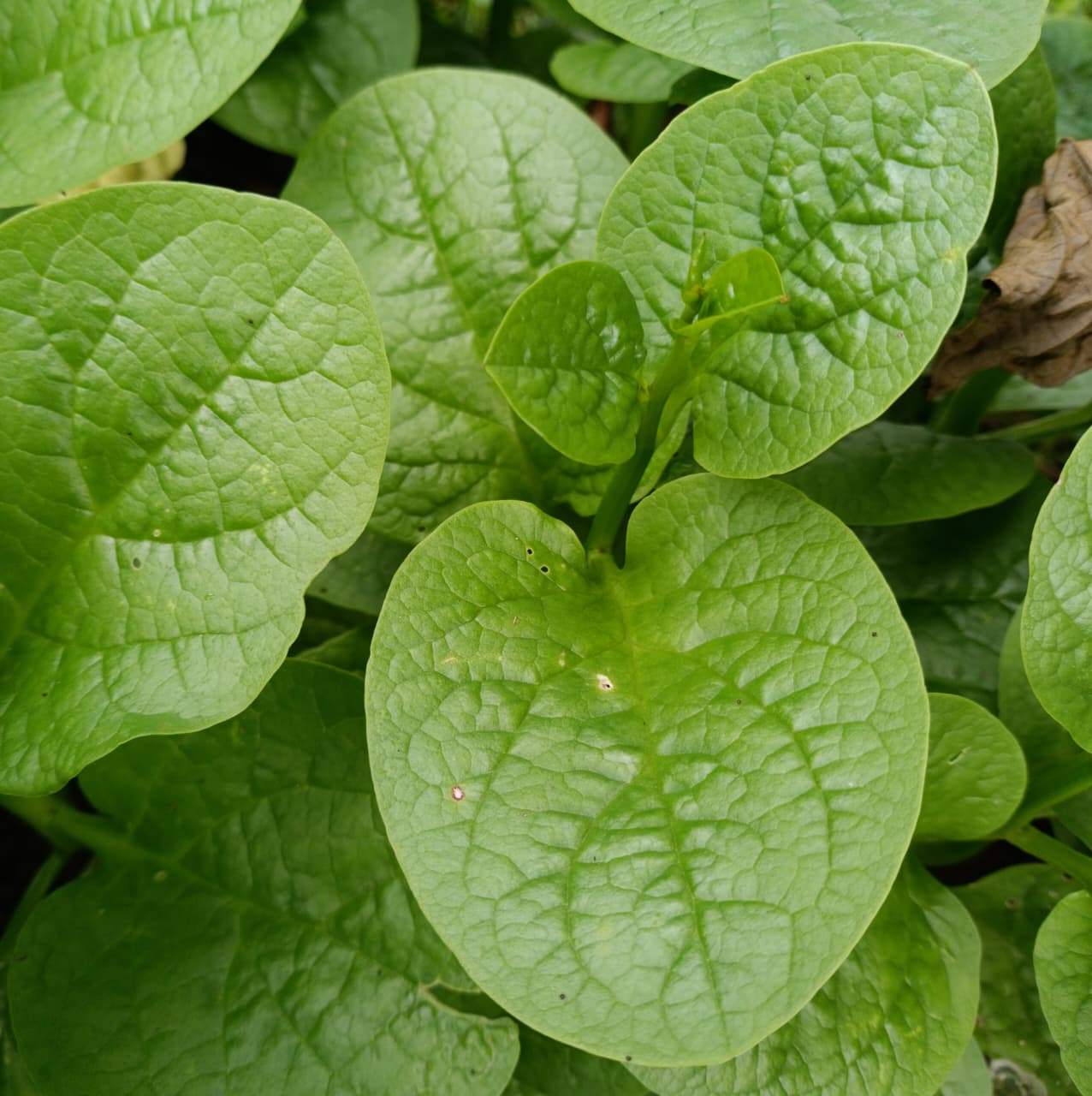 Malabar Spinach Malabar Spinach