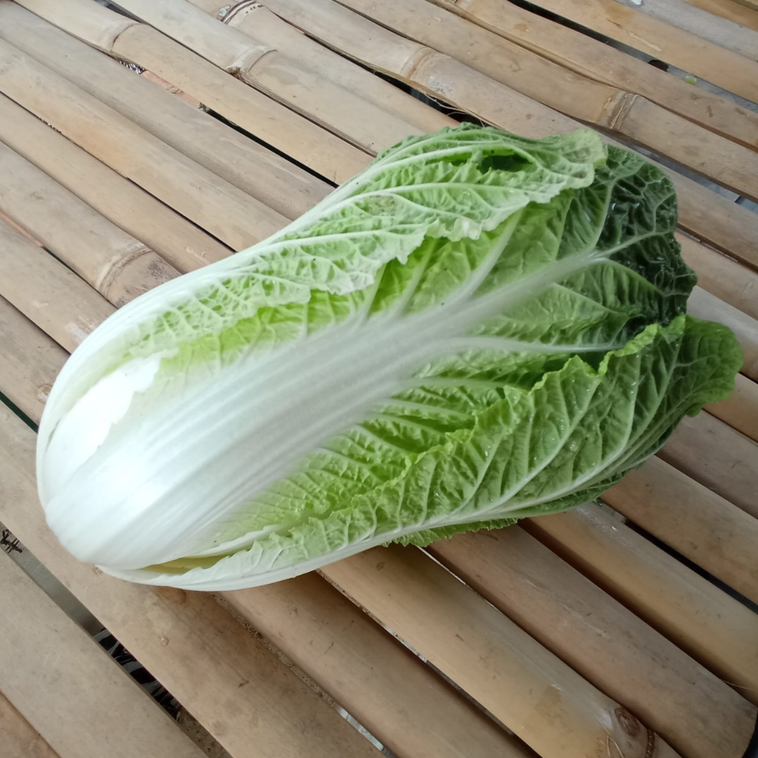 Wombok